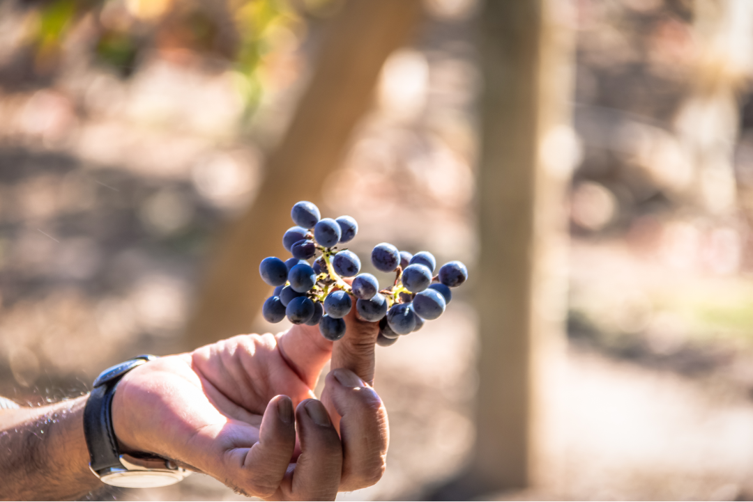 Rota do vinho chileno na temporada de colheita